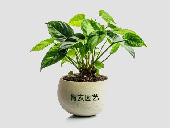 五種適合放在辦公室養的植物推薦